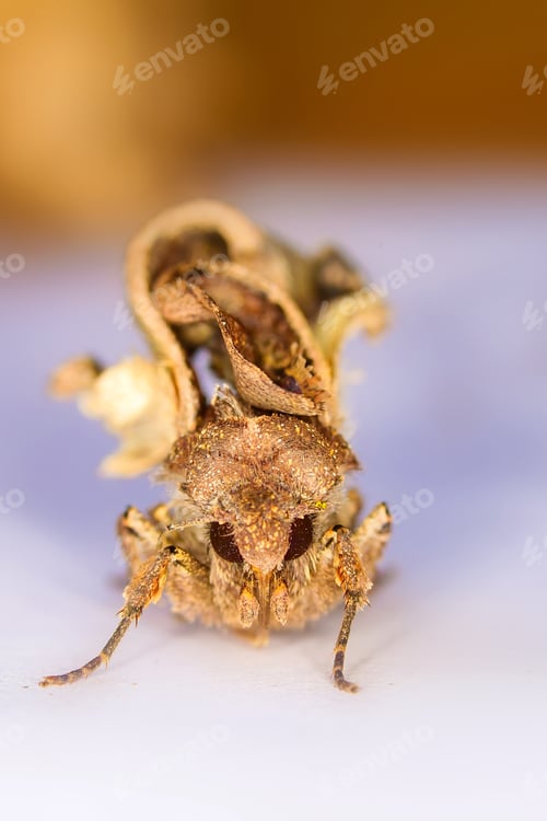Preview: Portrait Head Of Clothes Moth. Macro Photography. Natural Yellow Background.