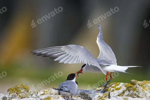 Preview: Cute Bird Tern. Bird Nest. Bird Mating Common Tern Sterna Hirundo