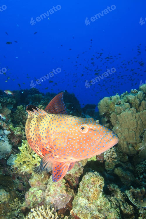 Preview: Red Sea Coral Grouper (Plectropomus Pessuliferus)