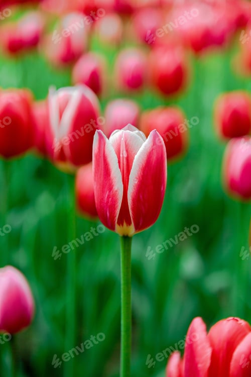 Preview: Tulips Are Red, Sort Candy Apple Delight. Bulbous Plants In The Garden.