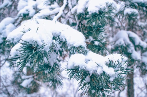 Preview: Frozen Winter Forest With Snow Covered Trees.