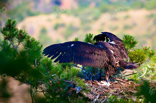 Preview: Vulture Nest. Cinereous Vulture. Aegypius Monachus. Green Forest Background.