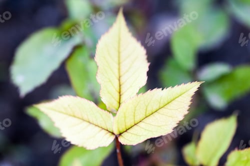 Preview: Rose Leaves In The Garden In Early Spring