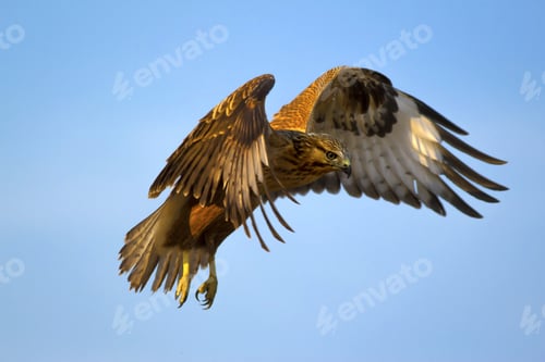 Preview: Bird Of Prey. Flying Buzzard. Blue Sky Background. Bird: Long Legged Buzzard. Buteo Rufinus.
