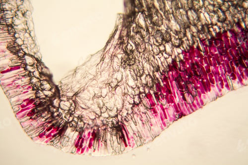 Preview: Onion Cells At The Microscope