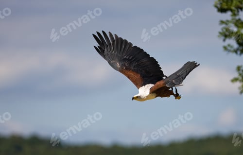 Preview: African Fish Eagle (Haliaeetus Vocifer)