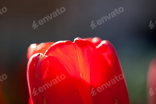 Preview: Abstract Photo With Red Tulip Petals