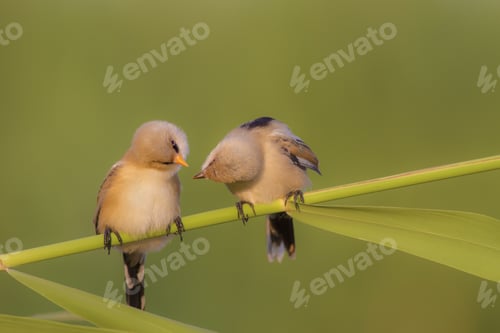 Preview: Romantic Bird Kissing. Green Nature Background. Bearded Reedling. Panurus Biarmicus.