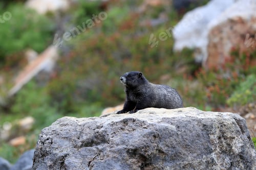 Preview: Hoary Marmot At Mount Rainier National Park Washington