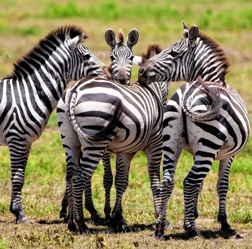 Preview: Zebras In The Serengeti National Park, Tanzania