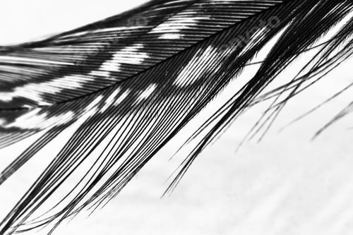 Preview: Guinea Hen Feather With Light Grey Background