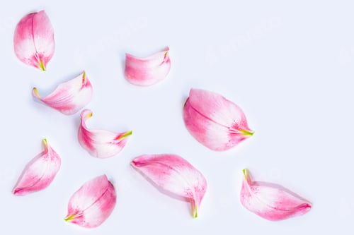 Preview: Bright Colorful Lily Flowers. Natural Floral Background.