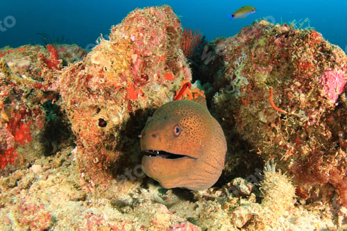 Preview: Giant Moray Eel