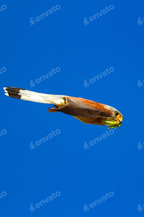 Preview: Flying Falcon With Hunt. Blue Sky Background. Bird: Lesser Kestrel. Falco Naumanni.