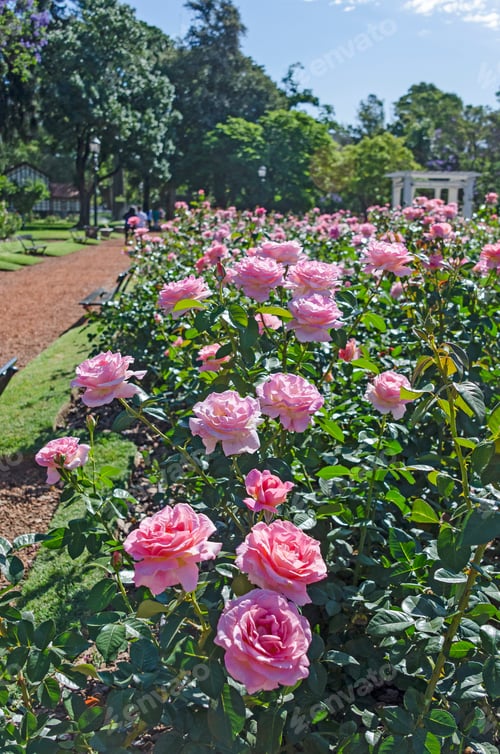 Preview: The Park Of Roses In Buenos Aires