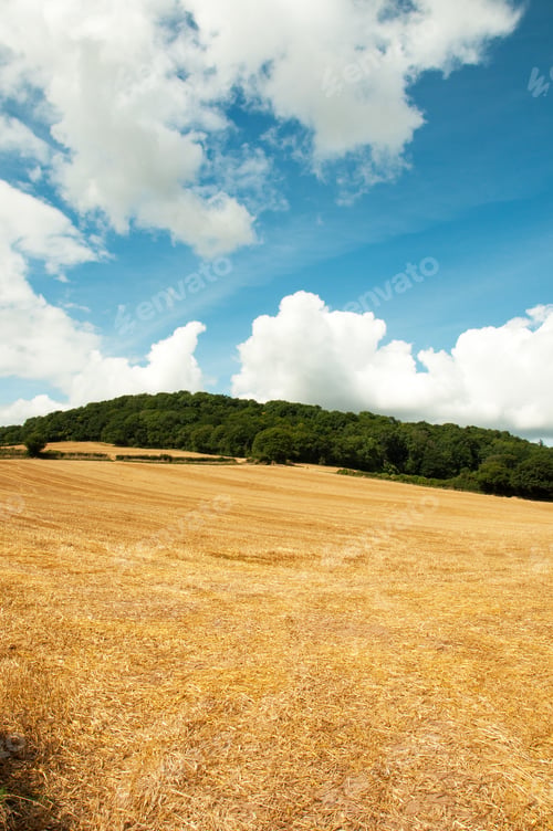 Preview: Golden Wheat Fields After The Harvest.