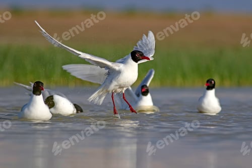 Preview: Flying Gull. Blue Green Nature Background. Bird: Mediterranean Gull. Ichthyaetus Melanocephalus.