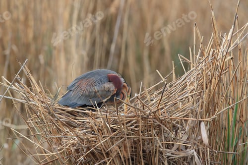 Preview: Purple Heron (Ardea Purpurea), Baden-Württemberg, Germany