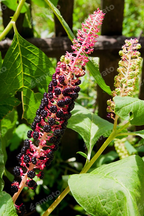 Preview: Poke Weed Or Poke Berry Foliage And Fruit. Mature Poke Weed Or Poke Berry On The Green Branch.