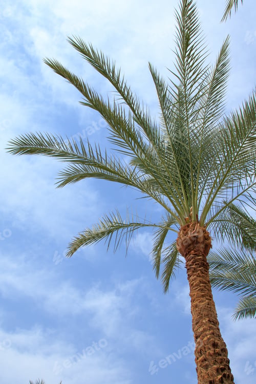 Preview: Green Palm Tree Leaves Against The Sky