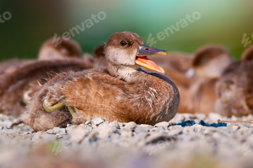 Preview: Duck. Nature Background. Red Crested Pochard / Netta Rufina. Female
