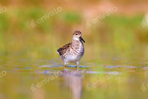 Preview: Common Water Bird. Colorful Nature Habitat Background. Bird: Ruff. Philomachus Pugnax.