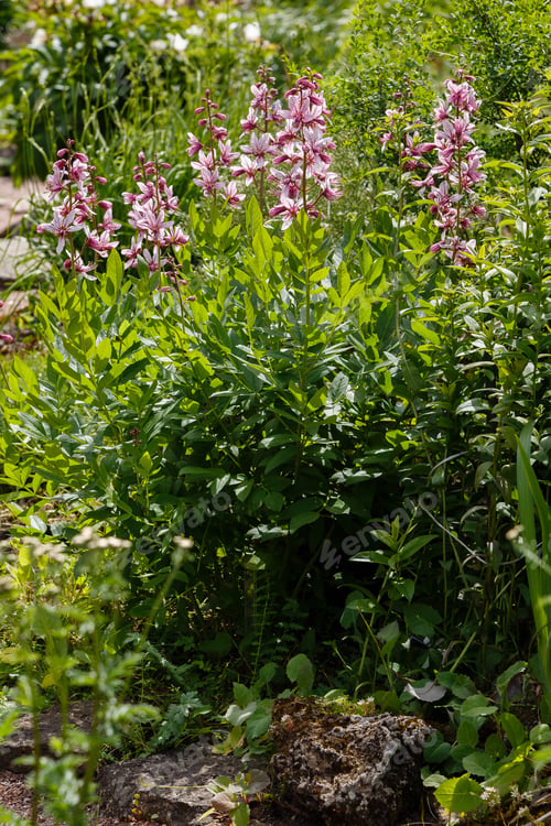 Preview: Dictamnus Albus - Bush Of Moses, The Burning Bush In Garden