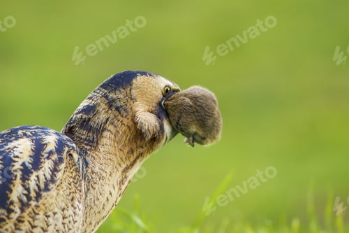 Preview: Bittern And Its Hunt. Green Nature Background. Bird: Eurasian Bittern. Botaurus Stellaris.