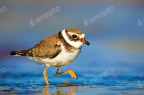 Preview: Cute Little Bird. Nature Background. Common Ringed Plover / Charadrius Hiaticula