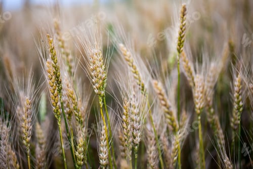 Preview: Wheat Field At Sunset, Details