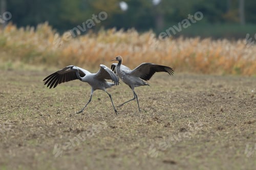 Preview: Common Cranes Grus Grus In The Field Mecklenburg ,Germany