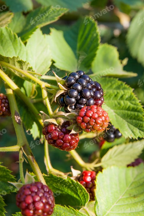 Preview: Red And Black Wild Blackberries Bushes And Branches On Green Leaves Background In The Garden During