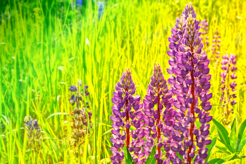 Preview: Summer Landscape With Beautiful Bright Lupine Flowers