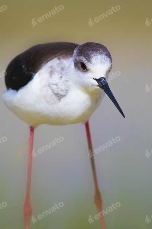 Preview: Cute Bird And Nature. Black Winged Stilt Himantopus Himantopus