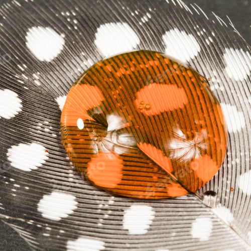 Preview: Guinea Hen Feather With Orange Water Drop And Dark Background
