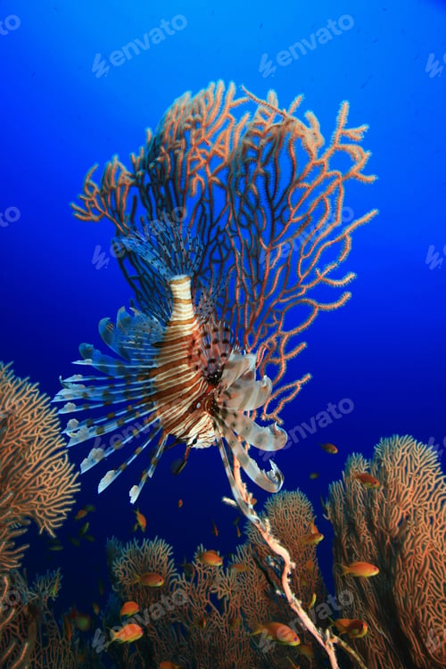 Preview: Lionfish And Gorgonian Fan Corals