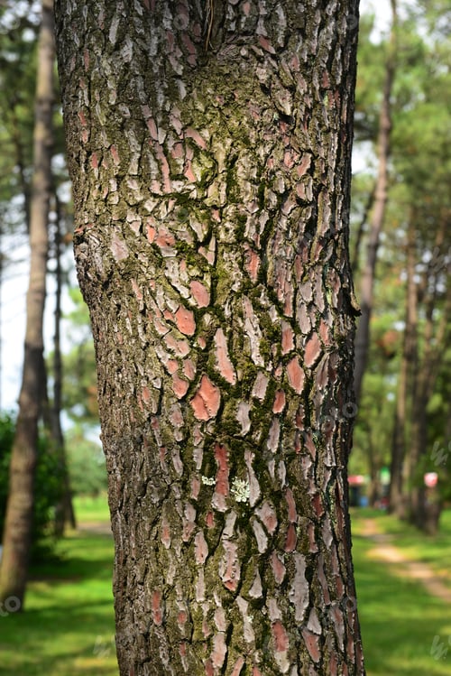 Preview: Maritime Pine (Pinus Pinaster) Trunk