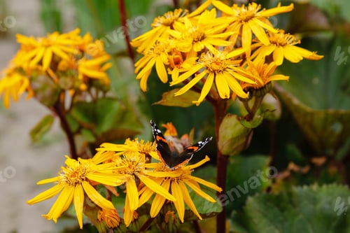 Preview: Ligularia Dentata Hara In Autumn Garden. Butterflies On Yellow Daisies.