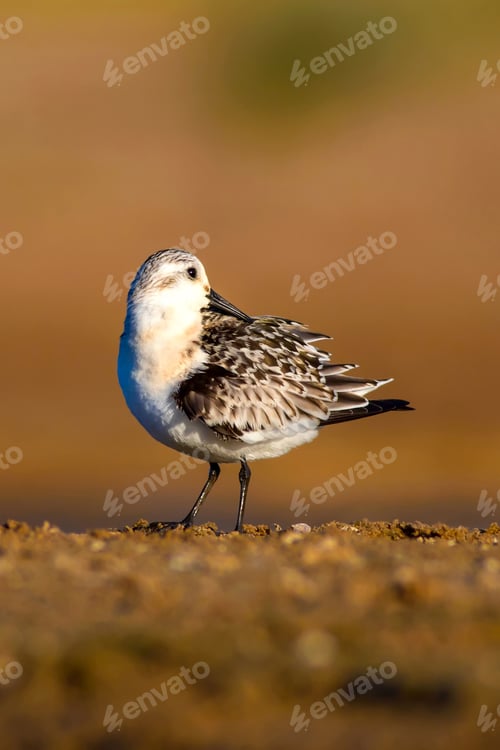 Preview: Cute Little Water Bird. Brown Nature Background. Bird: Little Stint / Calidris Minuta
