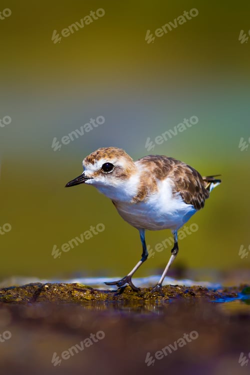 Preview: Cute Little Bird. Water Nature Background.