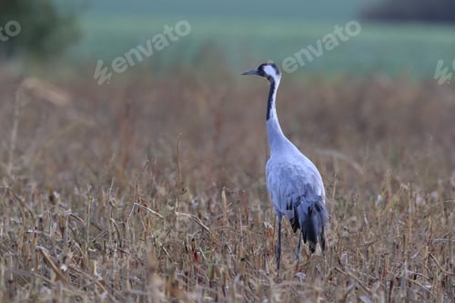 Preview: Common Cranes In The Field Mecklenburg Germany