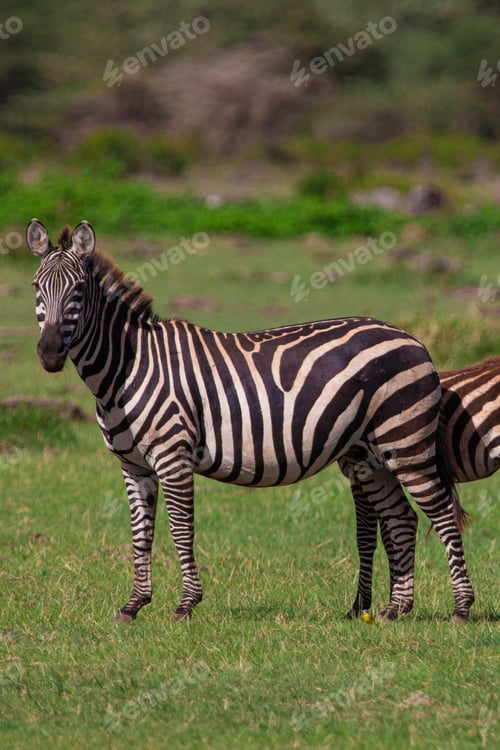 Preview: Zebras In The Lake Manyara National Park, Tanzania