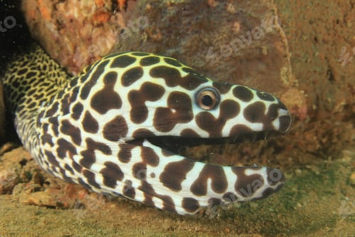 Preview: Honeycomb Moray Eel Face Portrait Teeth