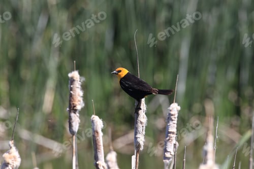 Preview: Yellow-Headed Blackbird (Xanthocephalus Xanthocephalus)