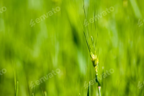 Preview: Abstract Texture And Background With Blurred Green Grass