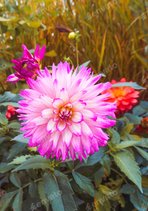Pink and White Dahlia Flower Blossom with Greenery
