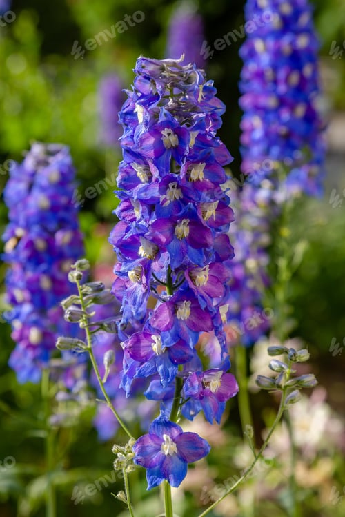 Preview: Beautiful Delphiniums Blooming In The Garden.