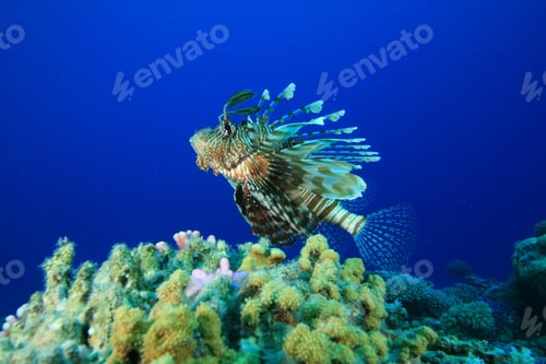 Preview: Lionfish On Coral Reef