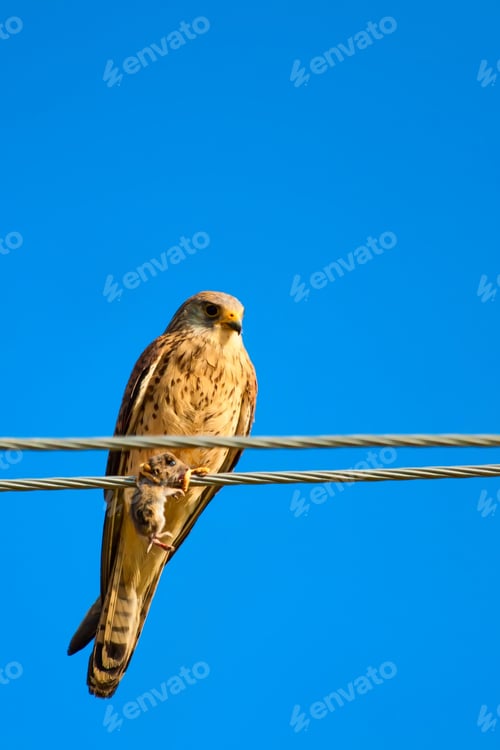 Preview: Kestrel And Hunt. Blue Sky Background.