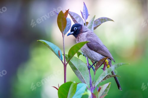 Preview: Cute Bird White Spectacled Bulbul. Nature Backgound. Pycnonotus Xanthopygos. Antalya Turkey.